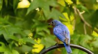 A guided cemetery walk pairs local history with bluebird conservation
