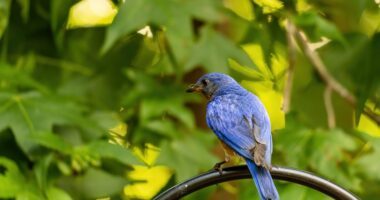 A guided cemetery walk pairs local history with bluebird conservation