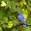 A guided cemetery walk pairs local history with bluebird conservation