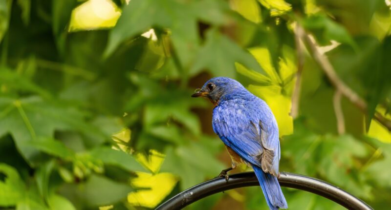 A guided cemetery walk pairs local history with bluebird conservation